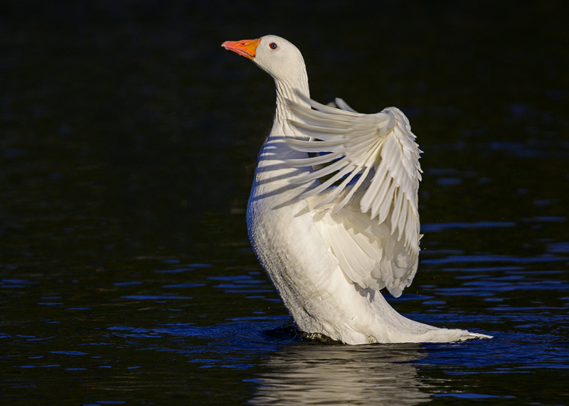 DSC_2590.jpg