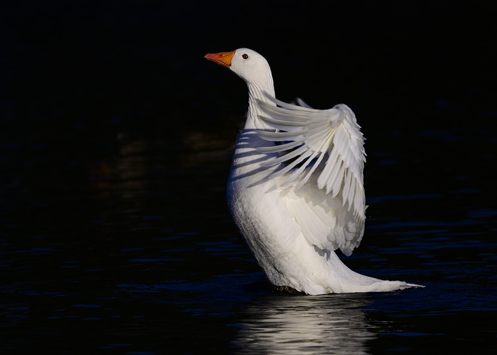 DSC_2590.jpg