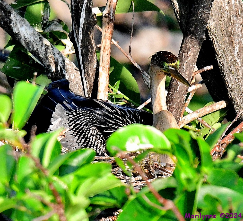 DSC_2590_001.JPG