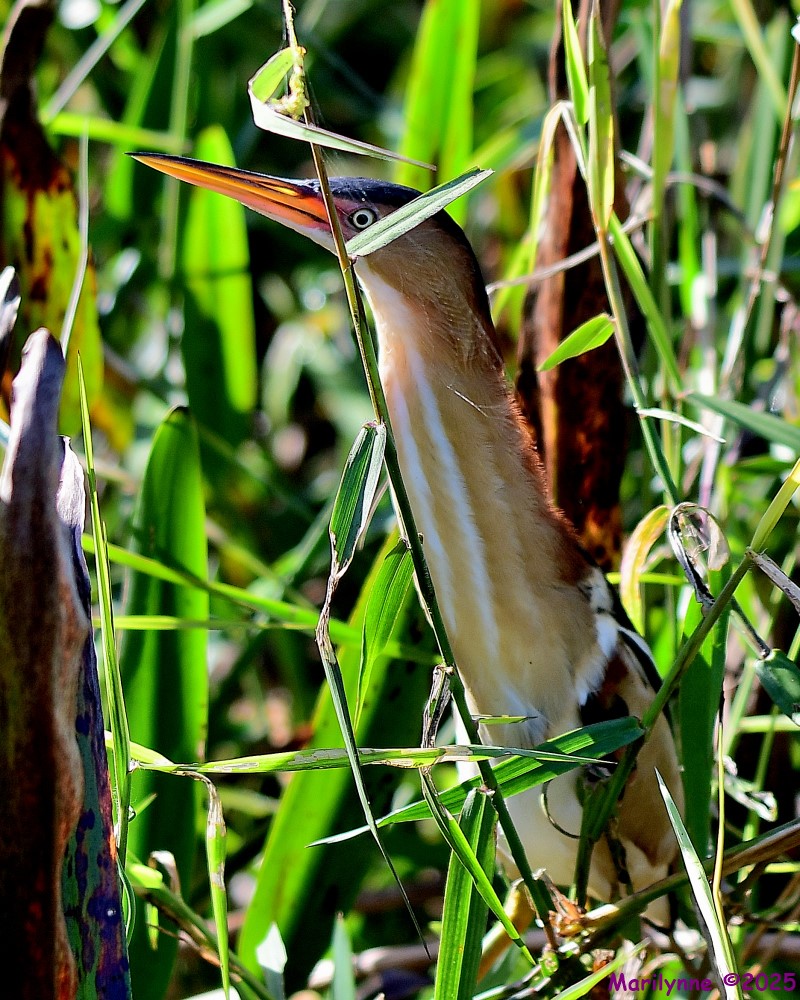 DSC_2590_001.JPG