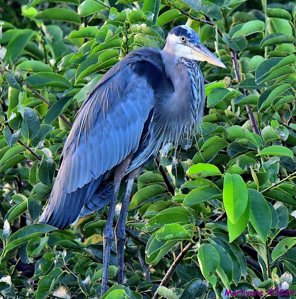 DSC_2591_001.JPG