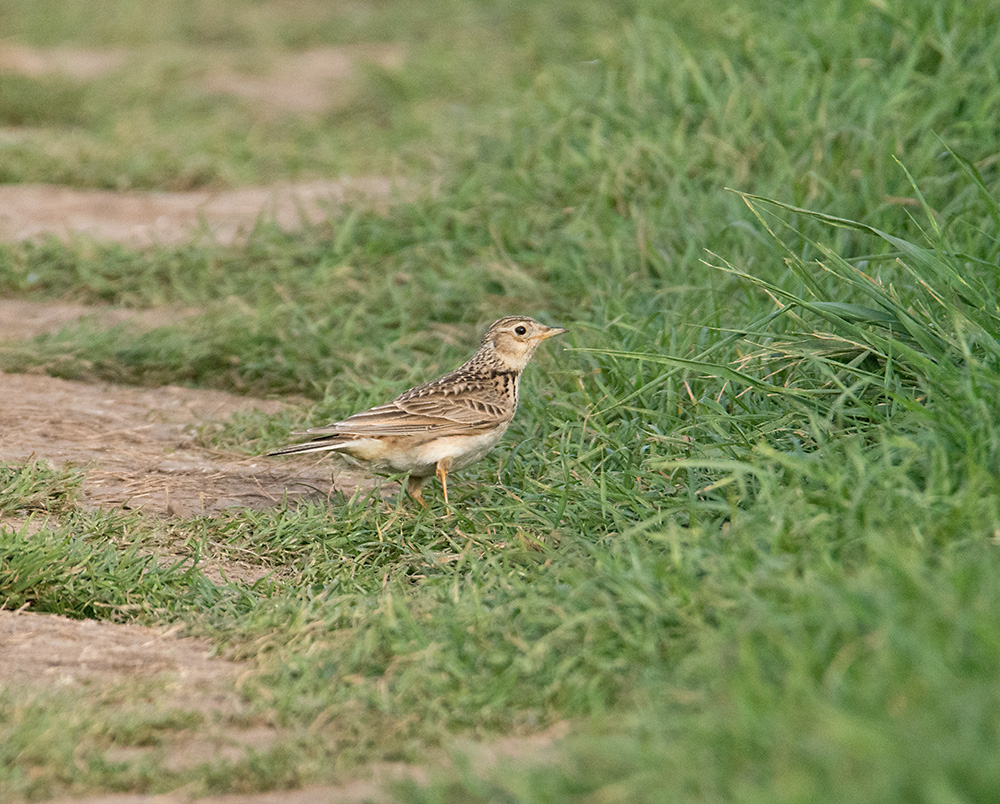 DSC_2592.jpg