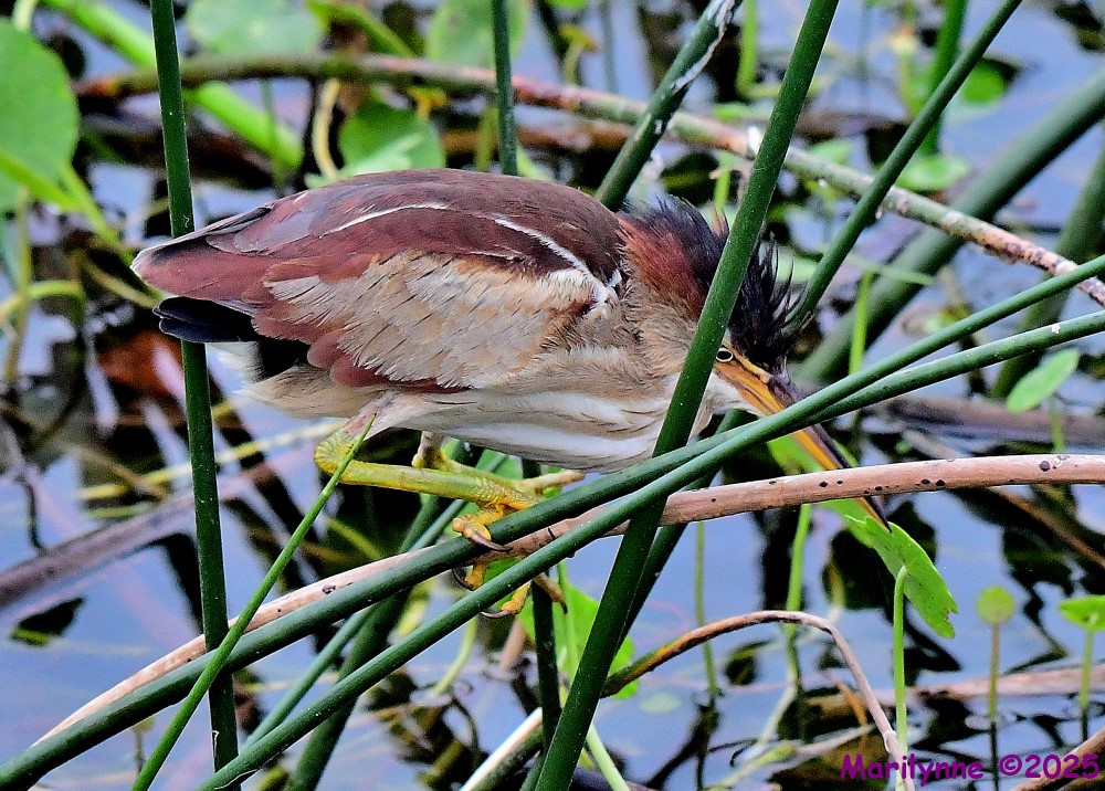 DSC_2592_001.JPG