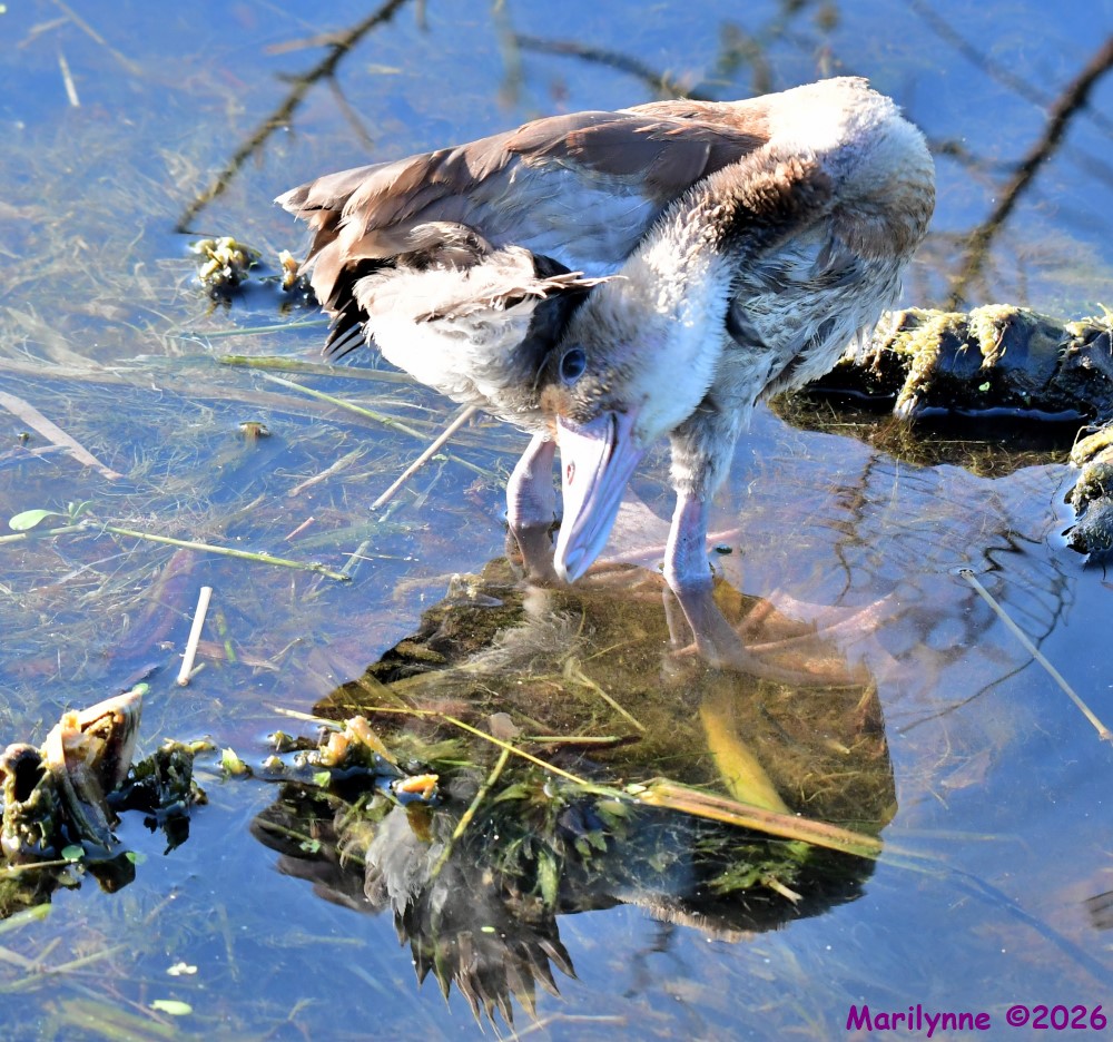 DSC_2592_001.JPG