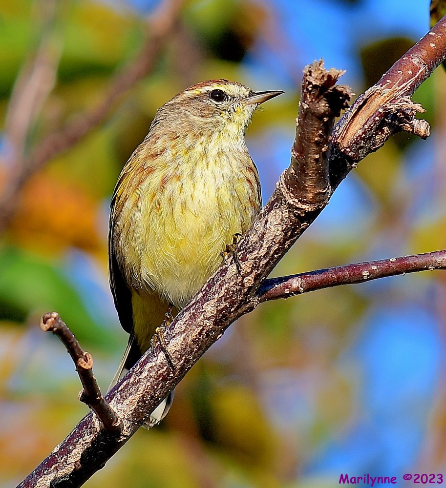 DSC_2593_001.JPG
