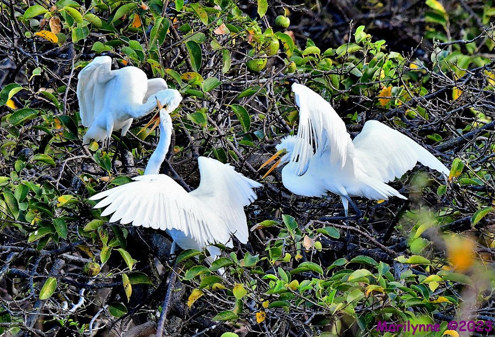 DSC_2593_001.JPG