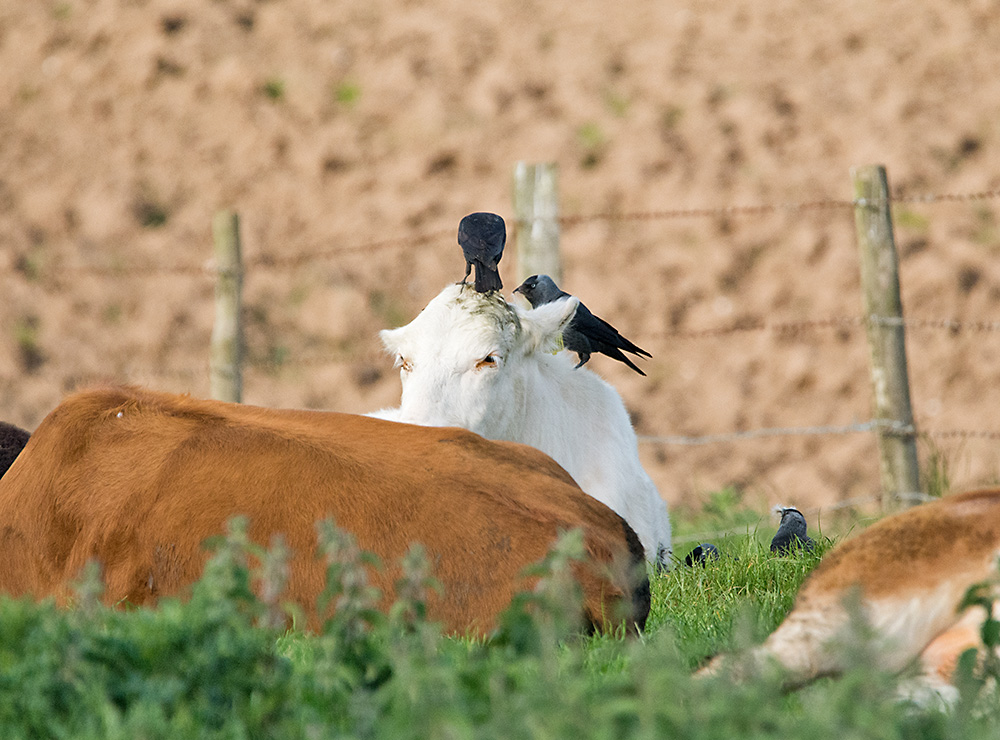 DSC_2596.jpg