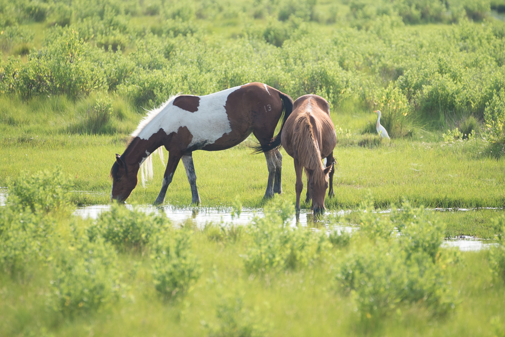 DSC_2596.jpg
