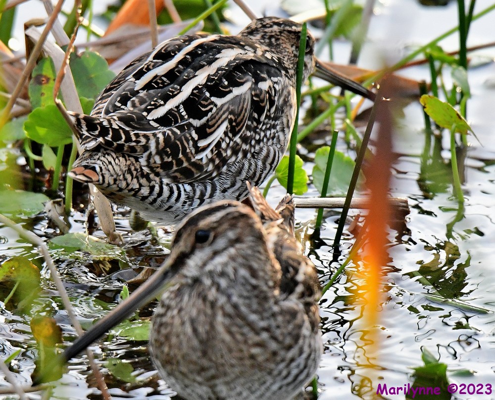 DSC_2596_001.JPG