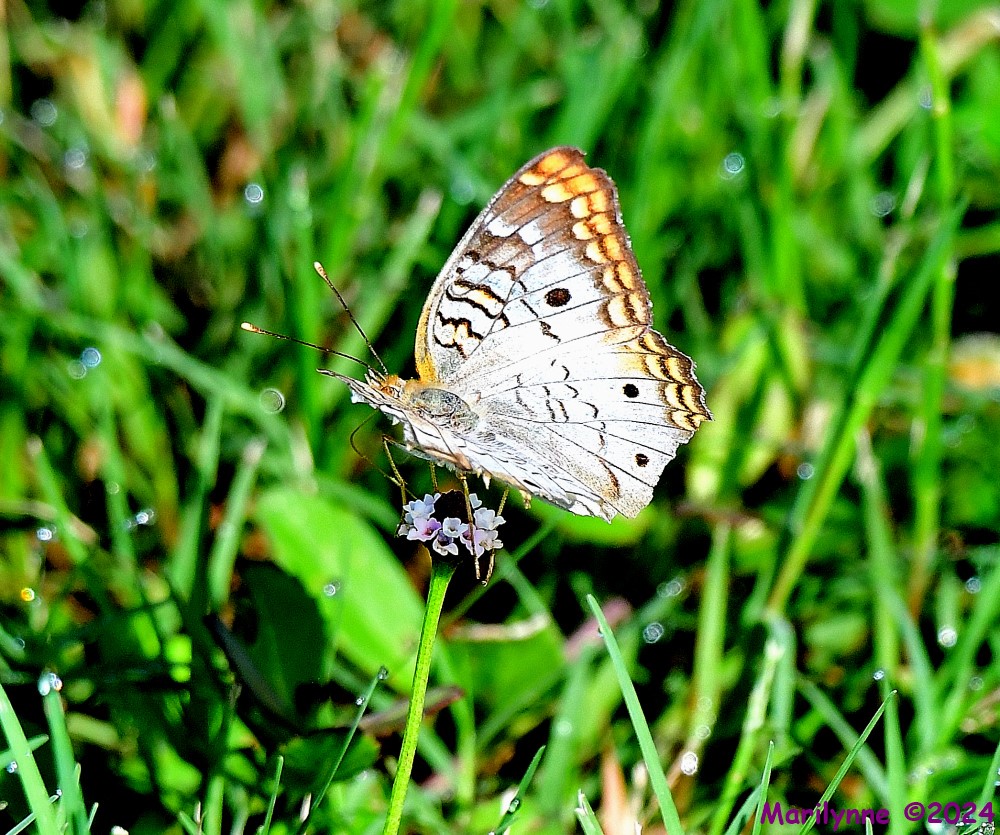 DSC_2596_001.JPG