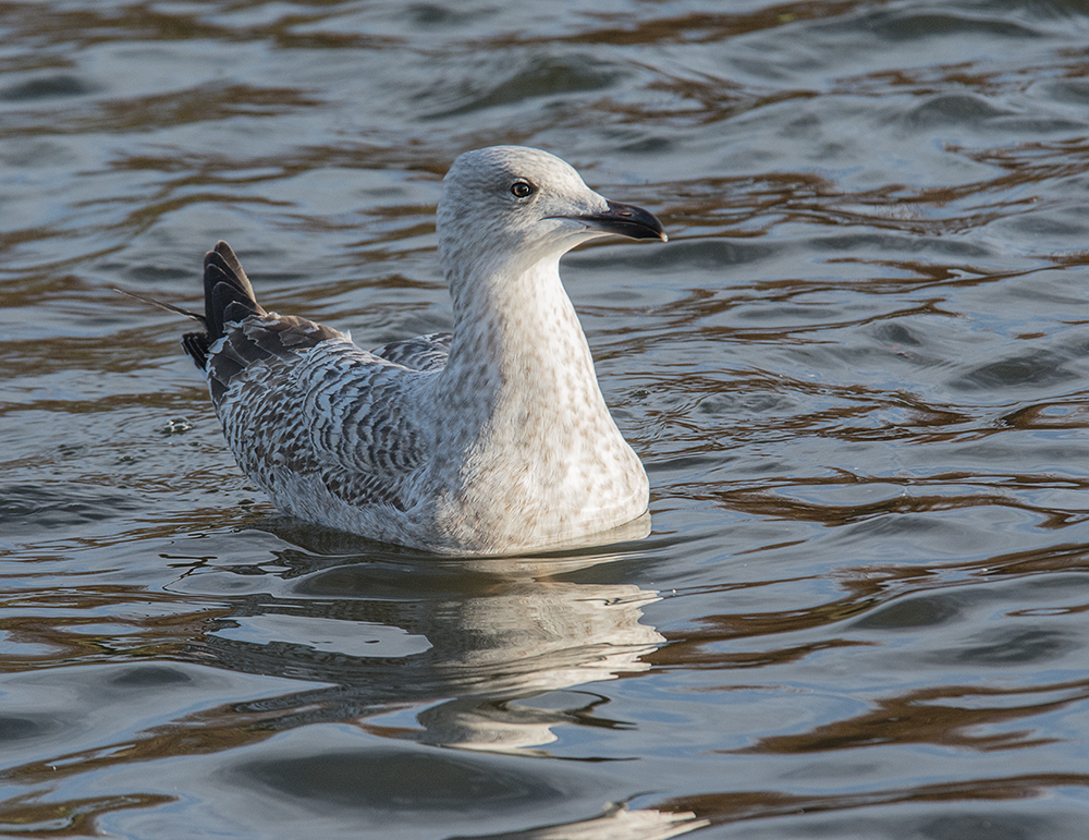 DSC_2597.jpg
