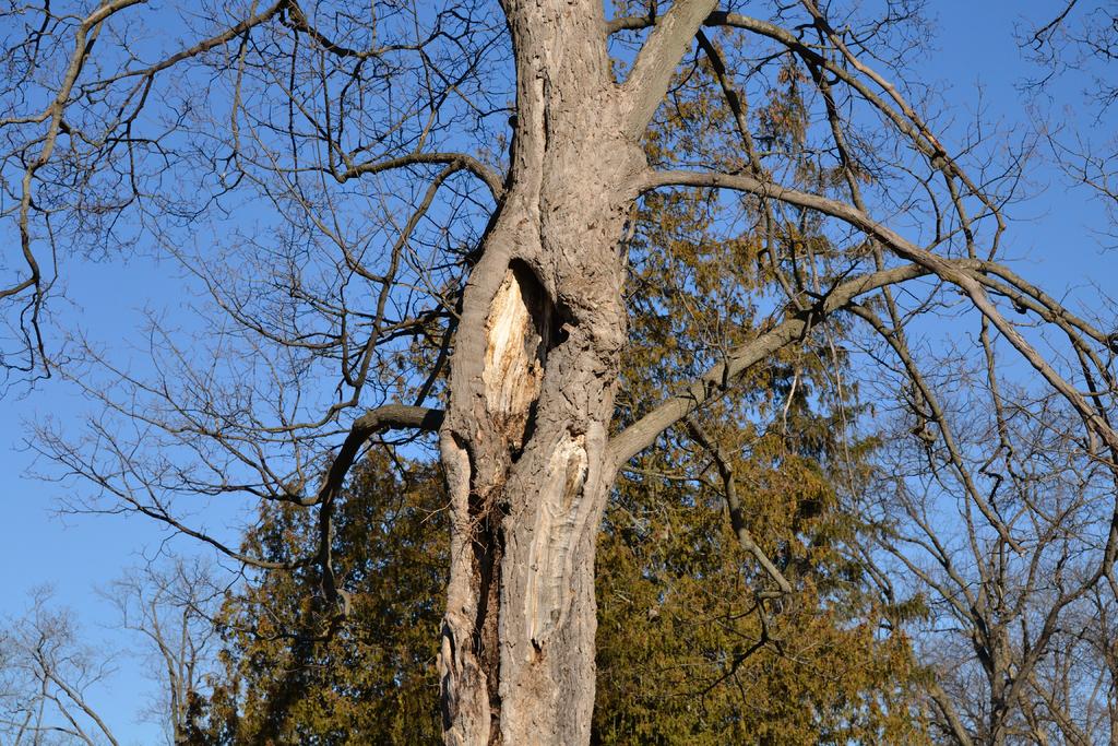 DSC_2597.jpg