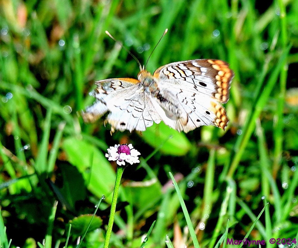 DSC_2597_001.JPG