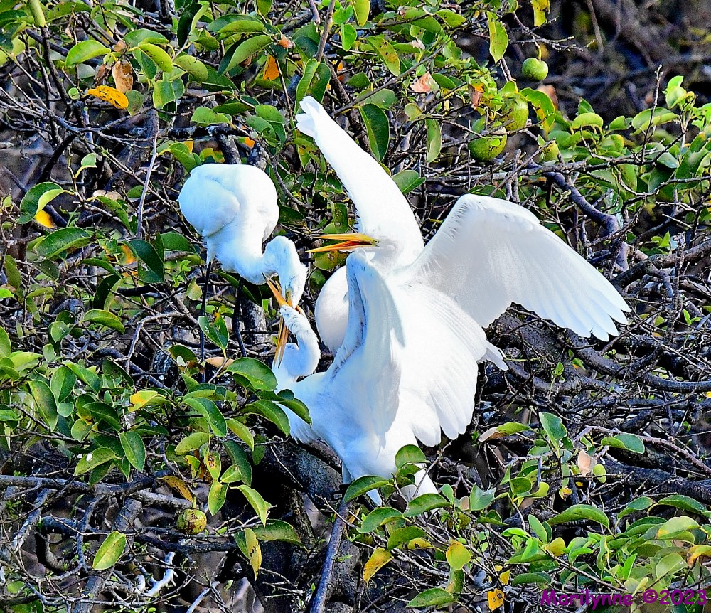 DSC_2598_001.JPG