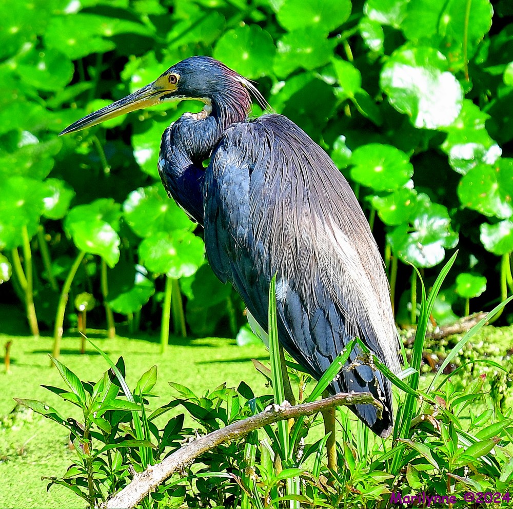 DSC_2598_001.JPG