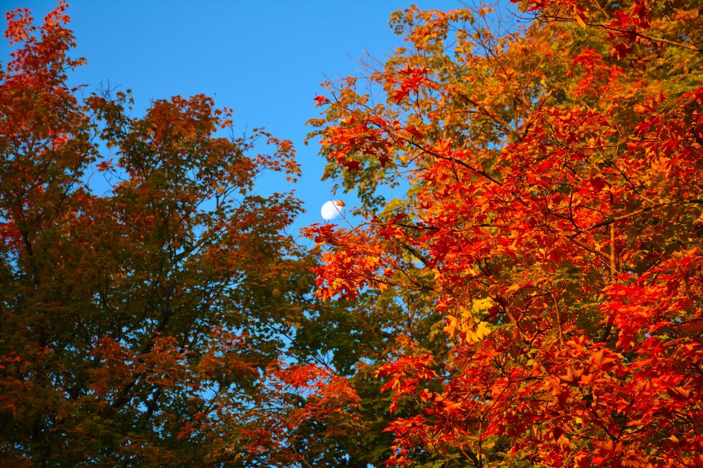 DSC_2600.jpg