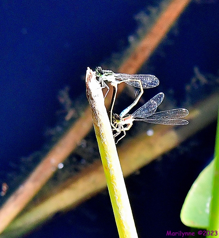 DSC_2600_001.JPG