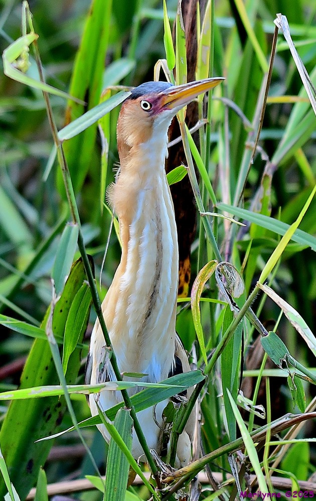 DSC_2600_001.JPG