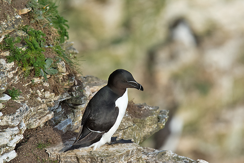 DSC_2604.jpg