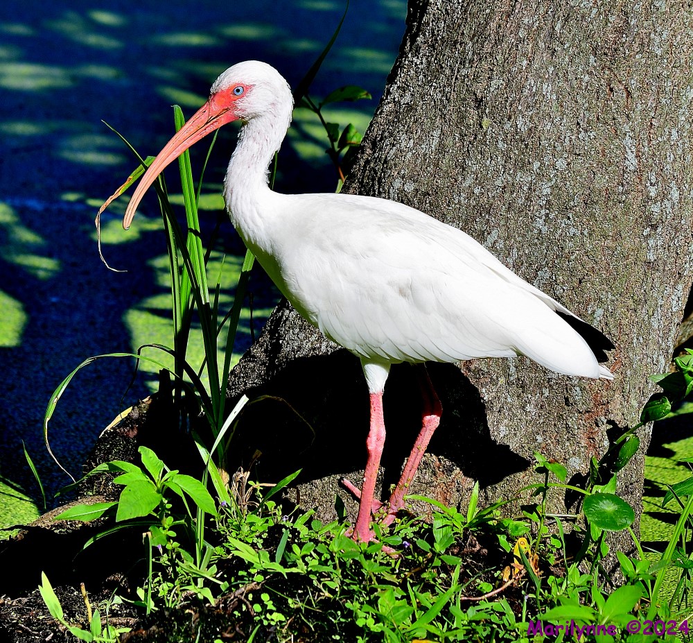 DSC_2604_001.JPG