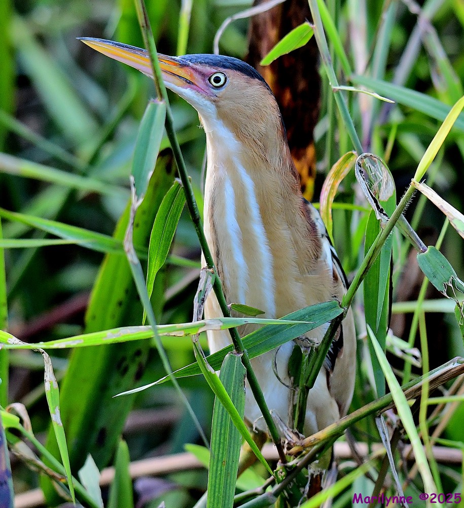DSC_2605_001.JPG