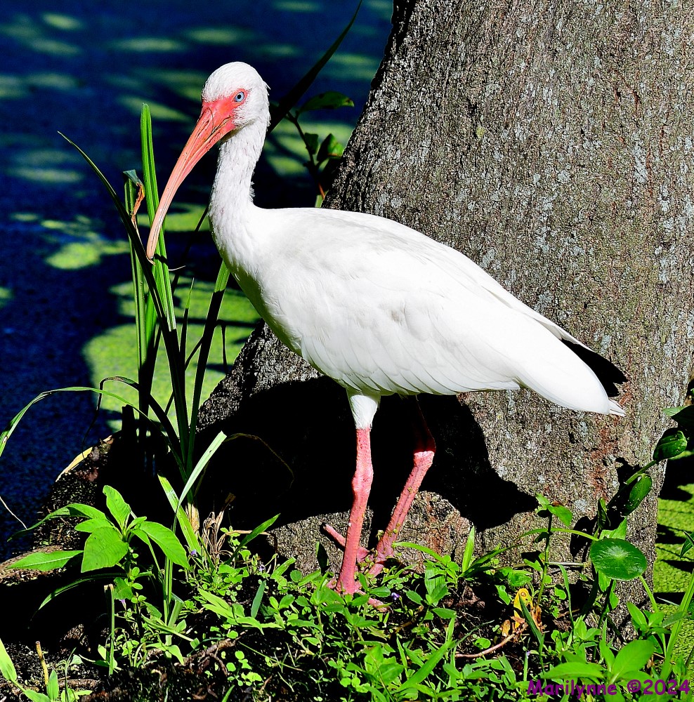 DSC_2606_001.JPG