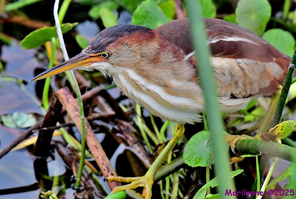 DSC_2606_001.JPG