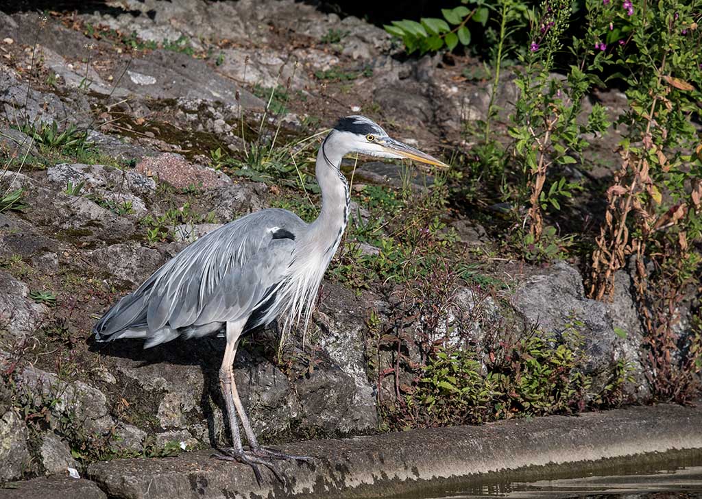 dsc_2606_36250683820_o.jpg