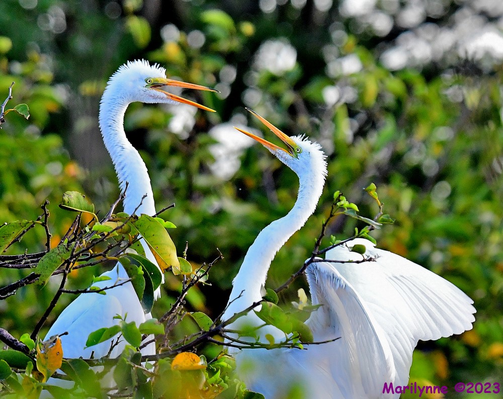 DSC_2608_001.JPG