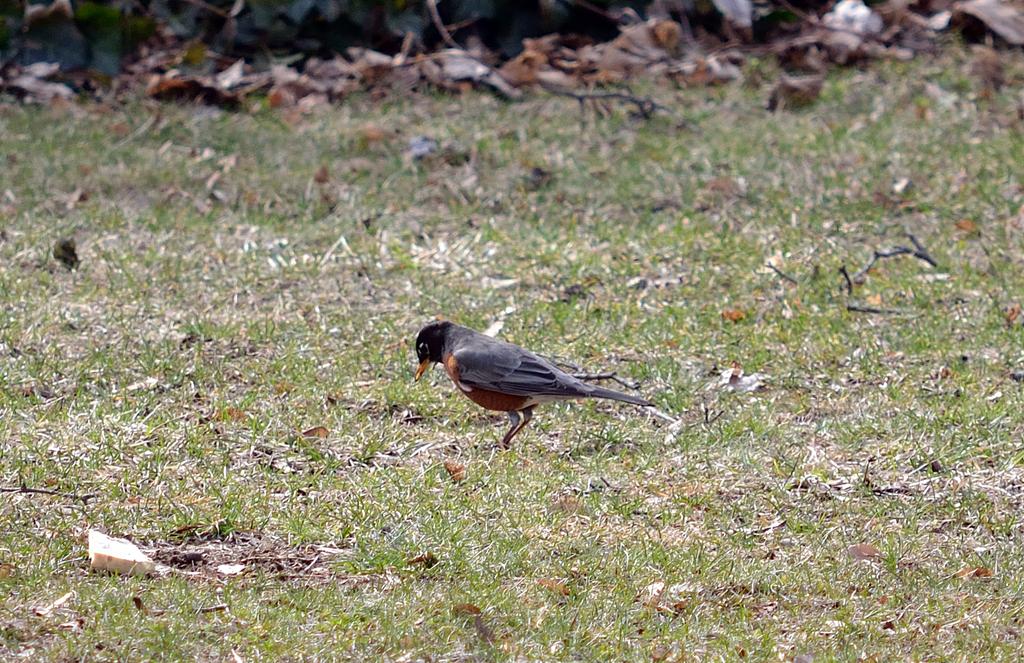 DSC_2611.jpg