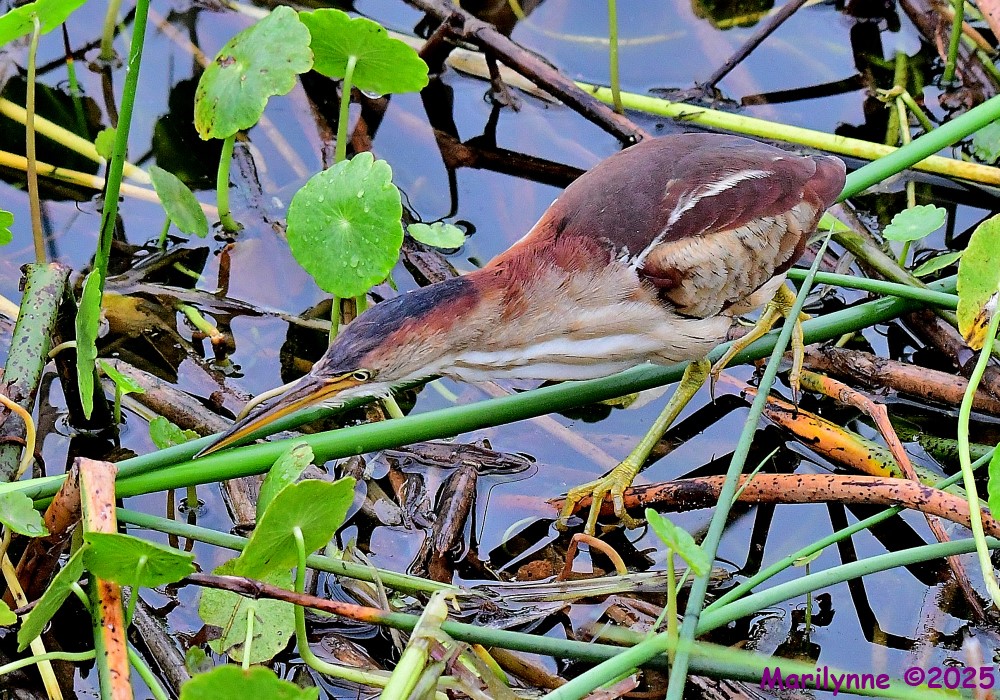 DSC_2611_001.JPG