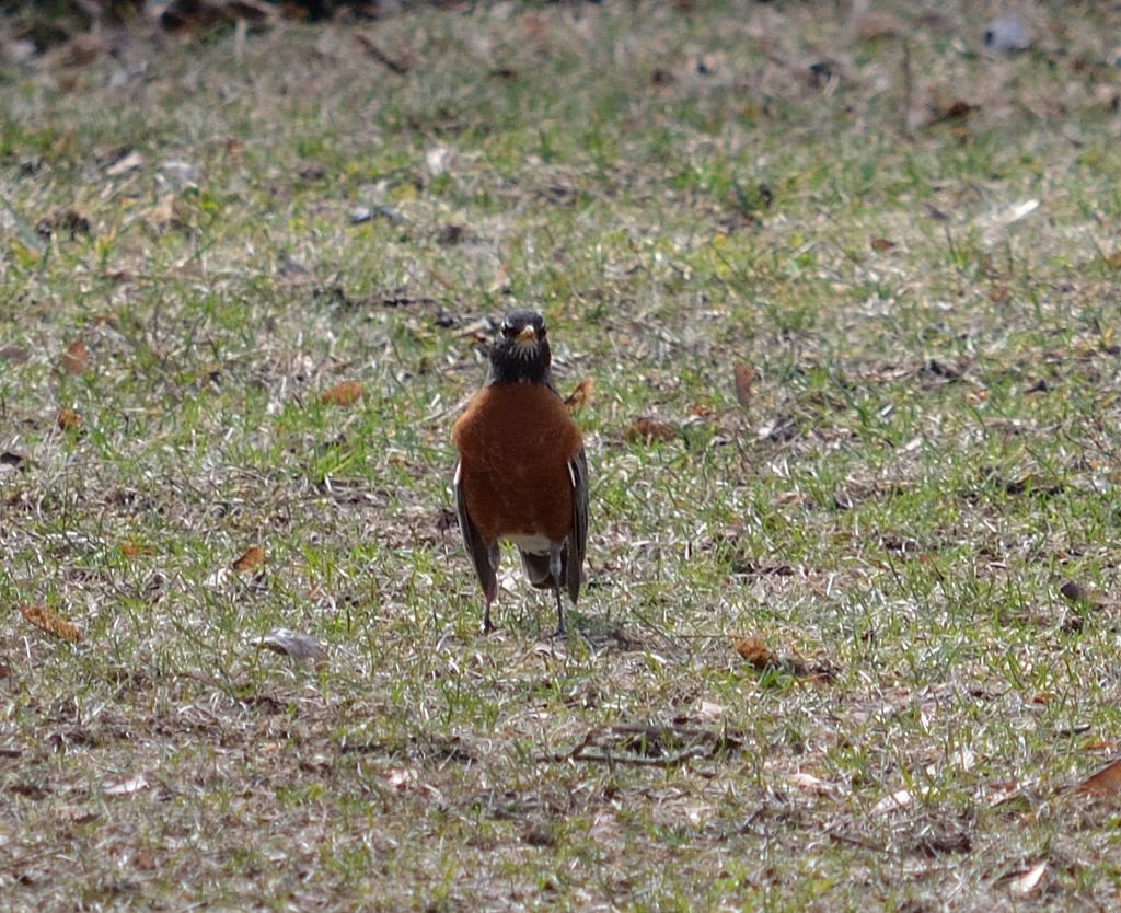 DSC_2612.jpg