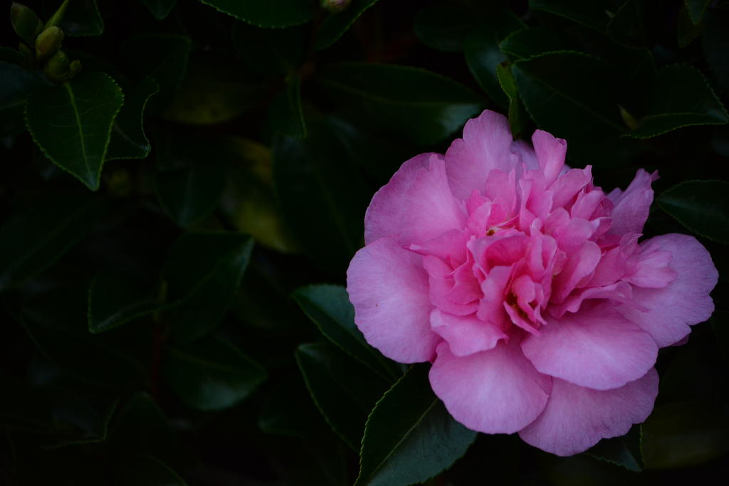 DSC_2612.jpg
