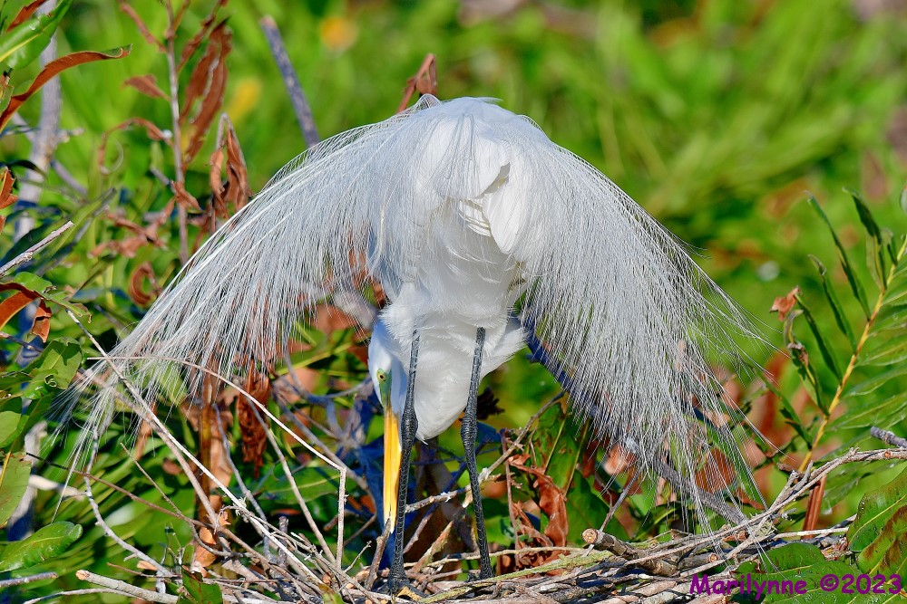 DSC_2612_001.JPG