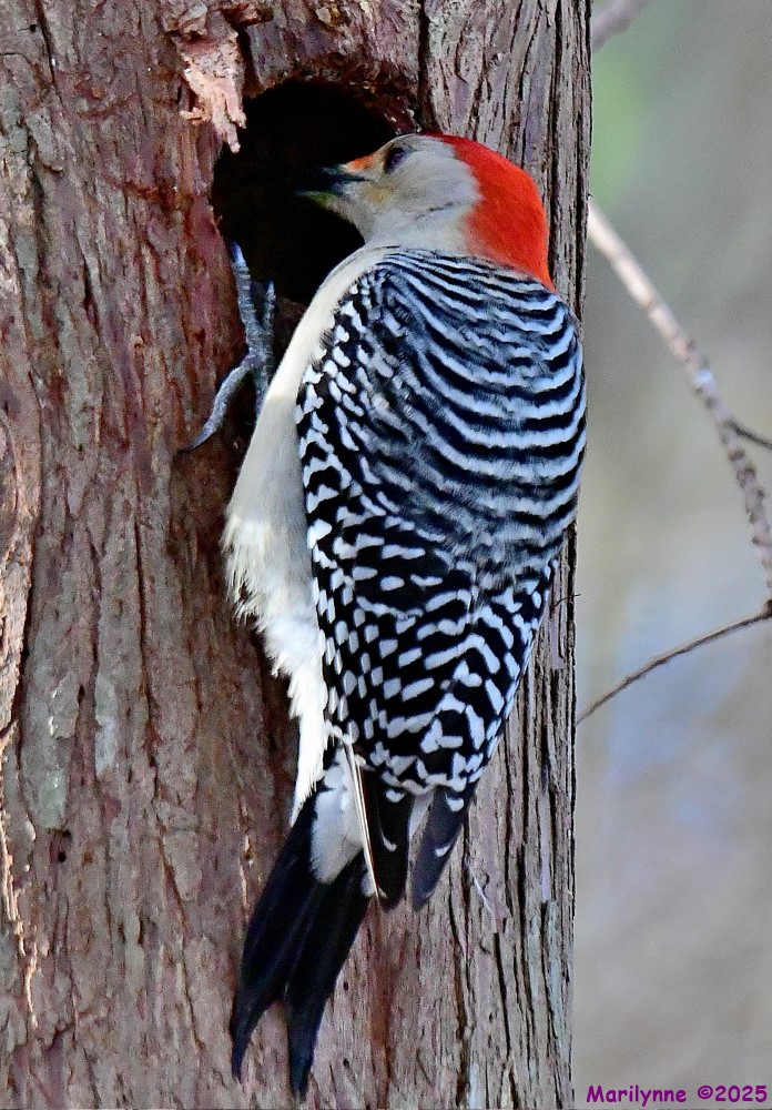 DSC_2613_001.JPG