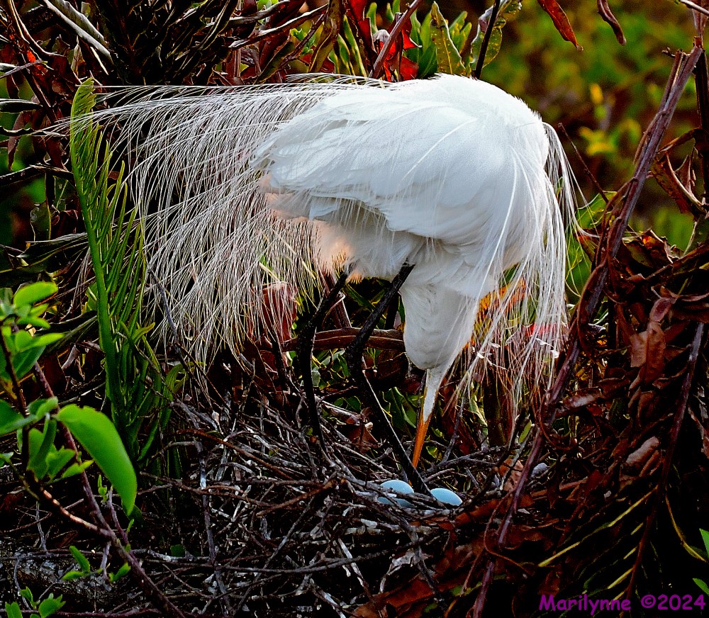 DSC_2617_001.JPG