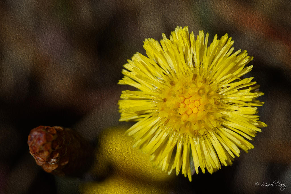 DSC_2619-Modifier.jpg