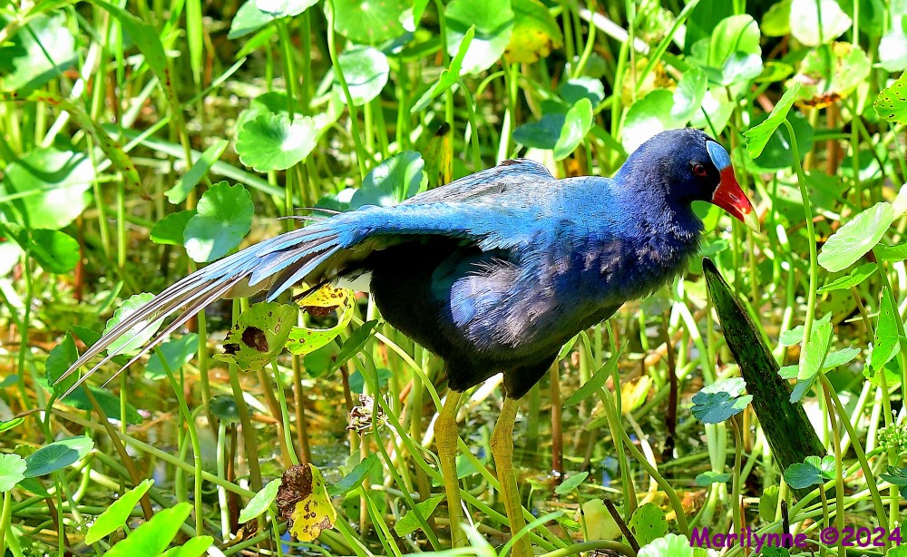 DSC_2619_001.JPG