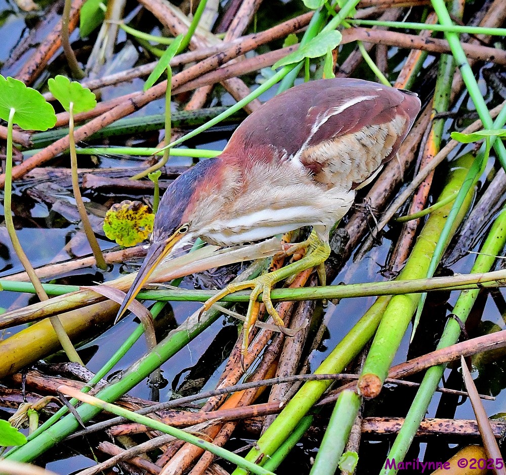 DSC_2620_001.JPG