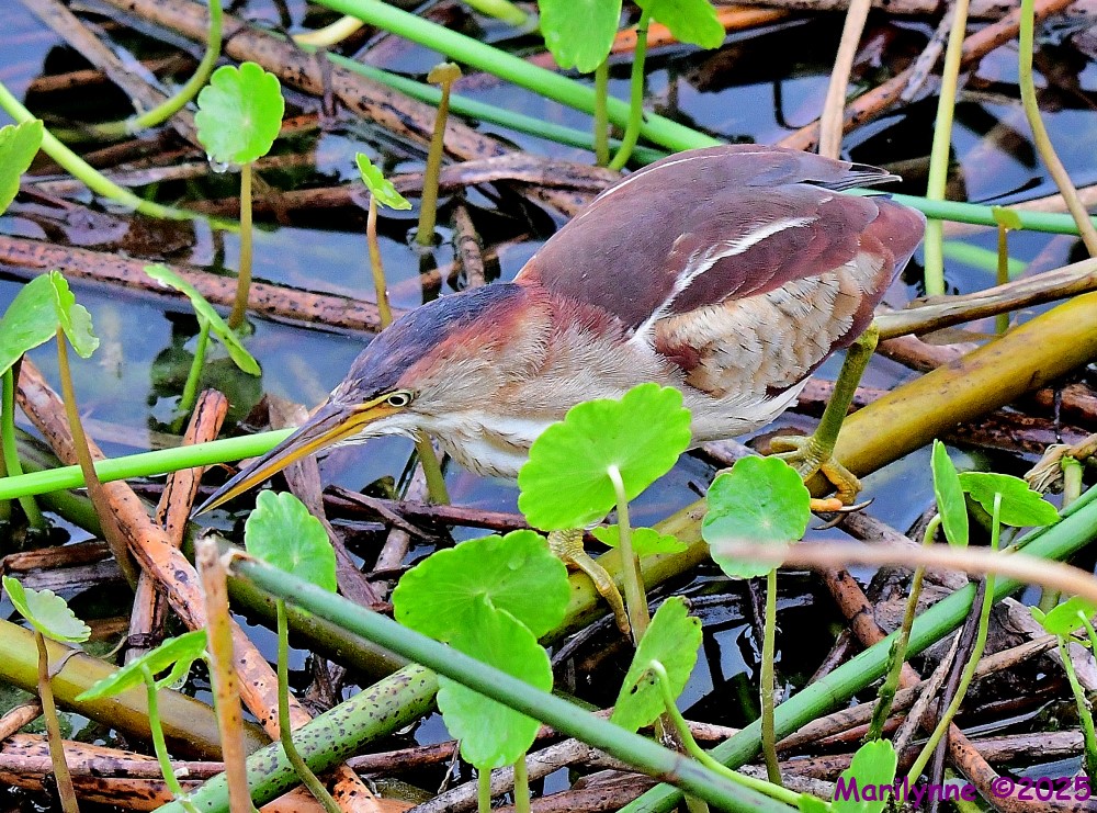 DSC_2621_001.JPG