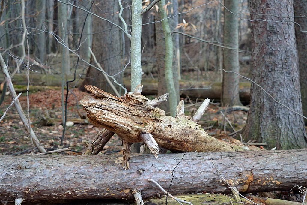 DSC_2622.jpg