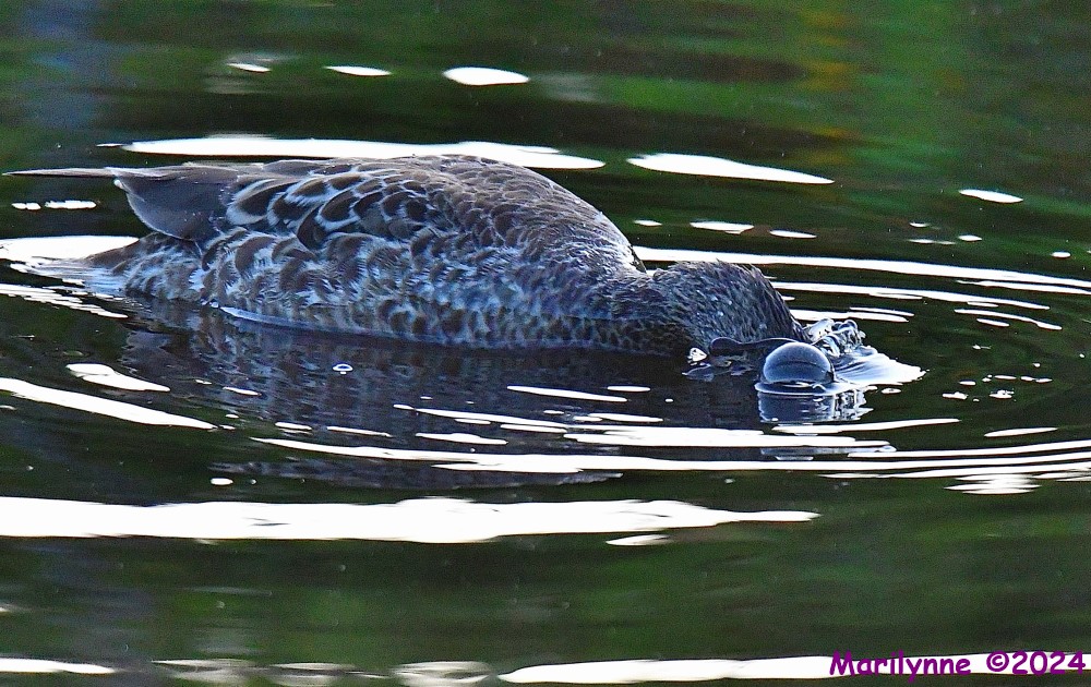 DSC_2622_001.JPG