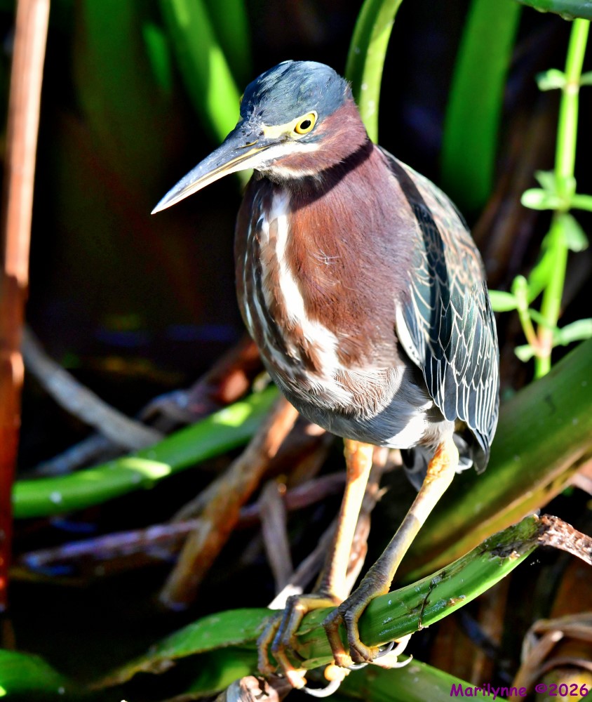 DSC_2623_stitch_001.JPG