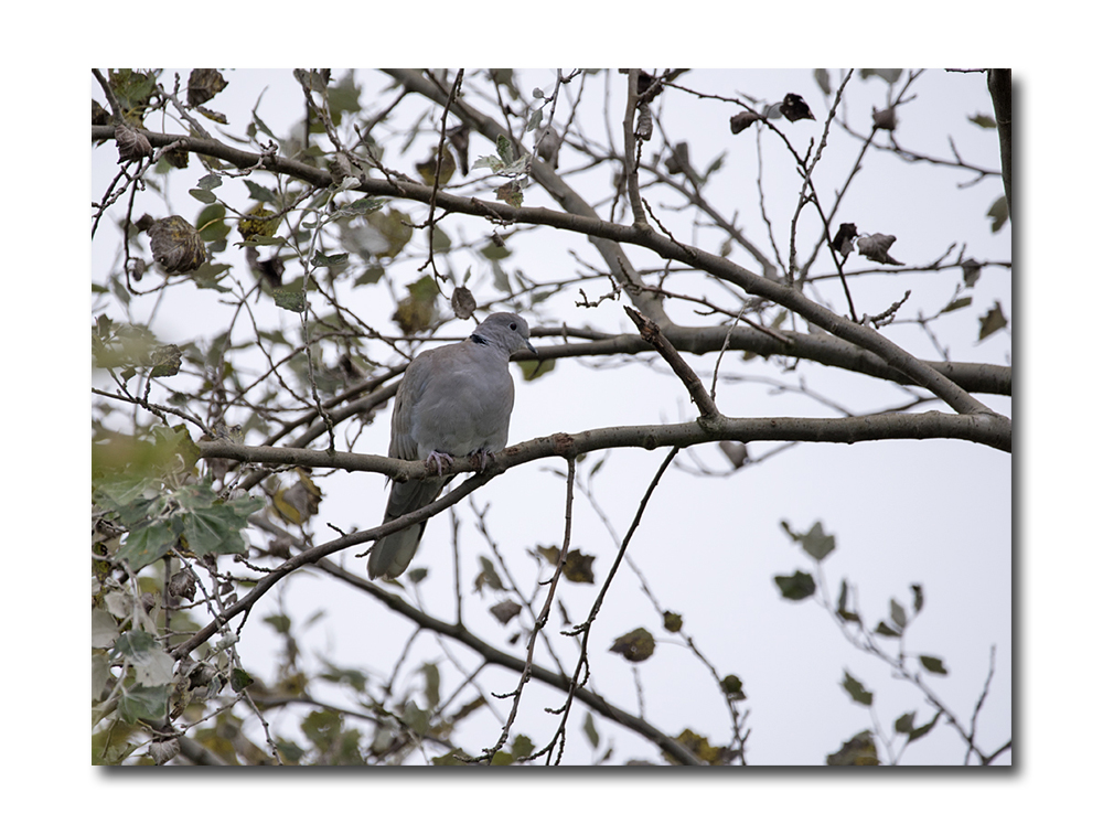 DSC_2625.jpg