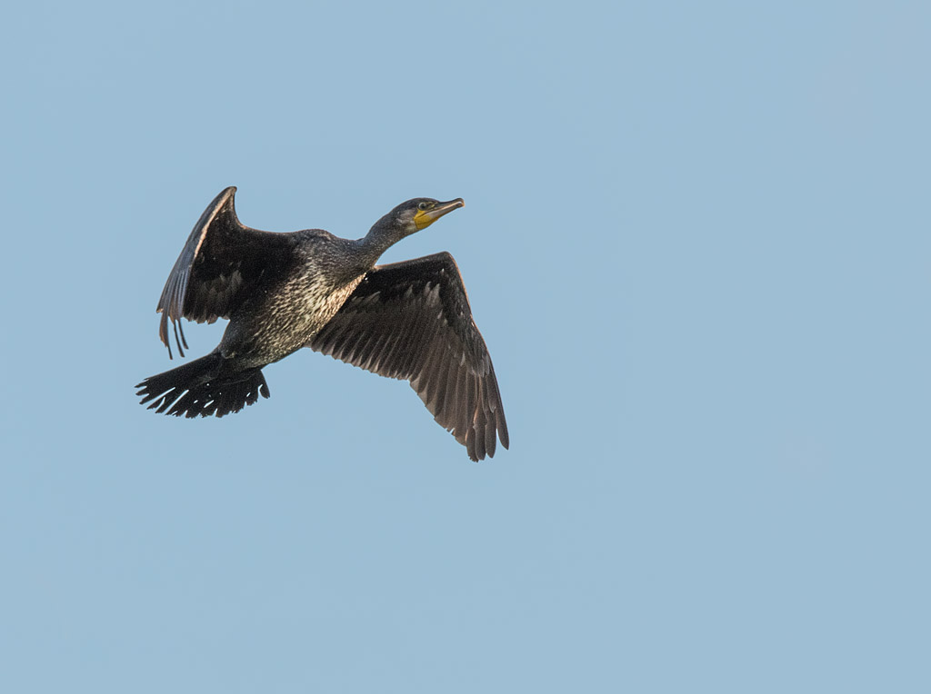 DSC_2626.jpg