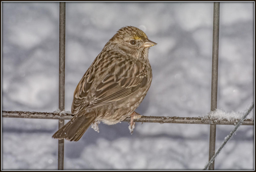 DSC_2627-Edit.jpg