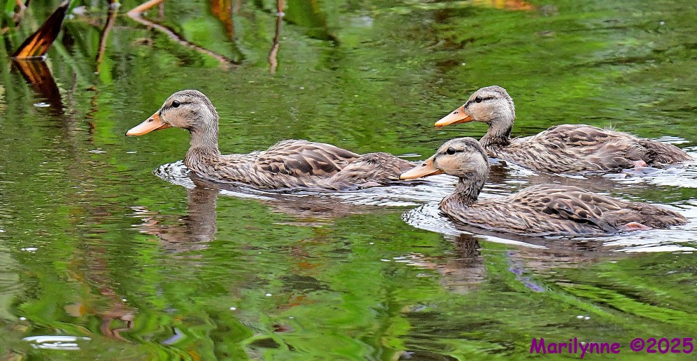 DSC_2629_001.JPG