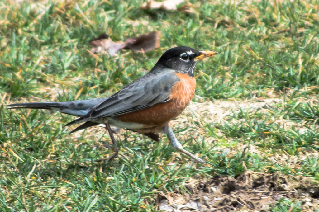 DSC_2631_150312_1024_002.jpg