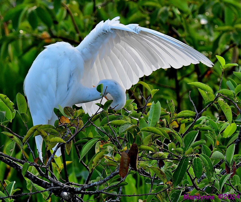 DSC_2632_001.JPG