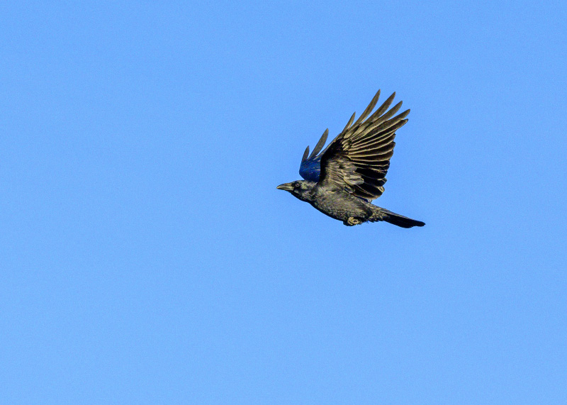 DSC_2633.jpg